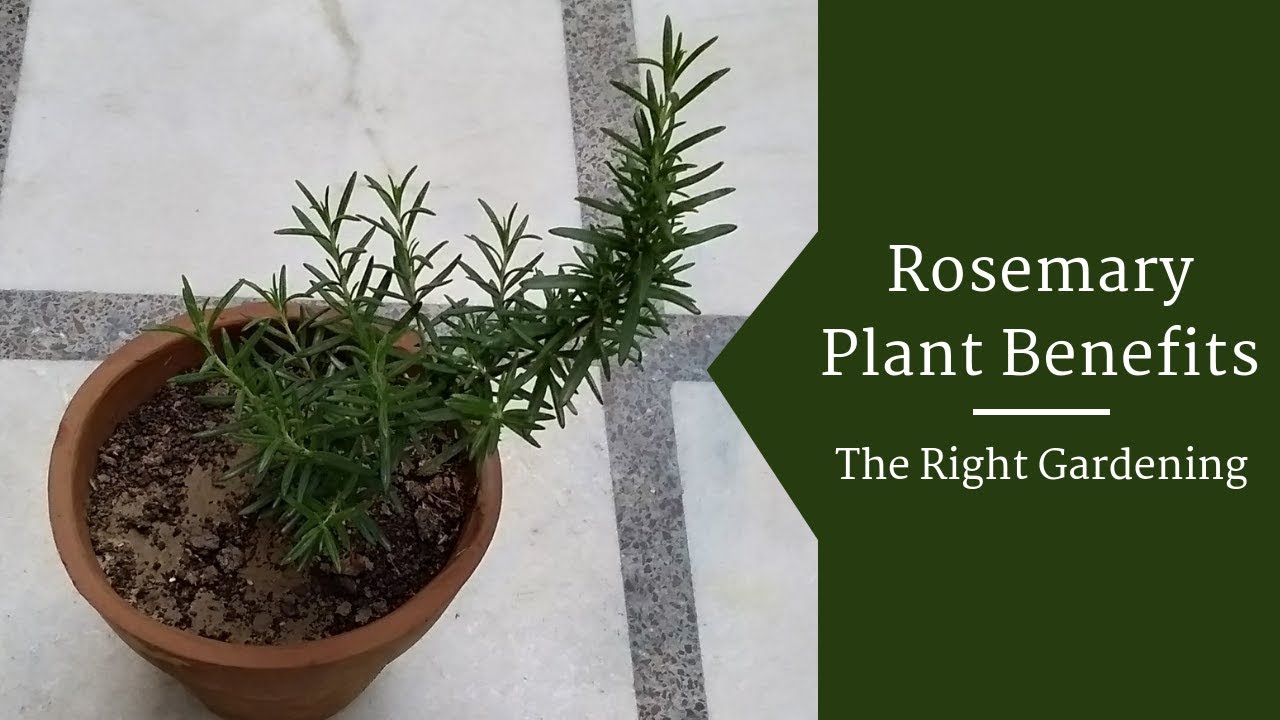 benefits of rosemary plant indoors